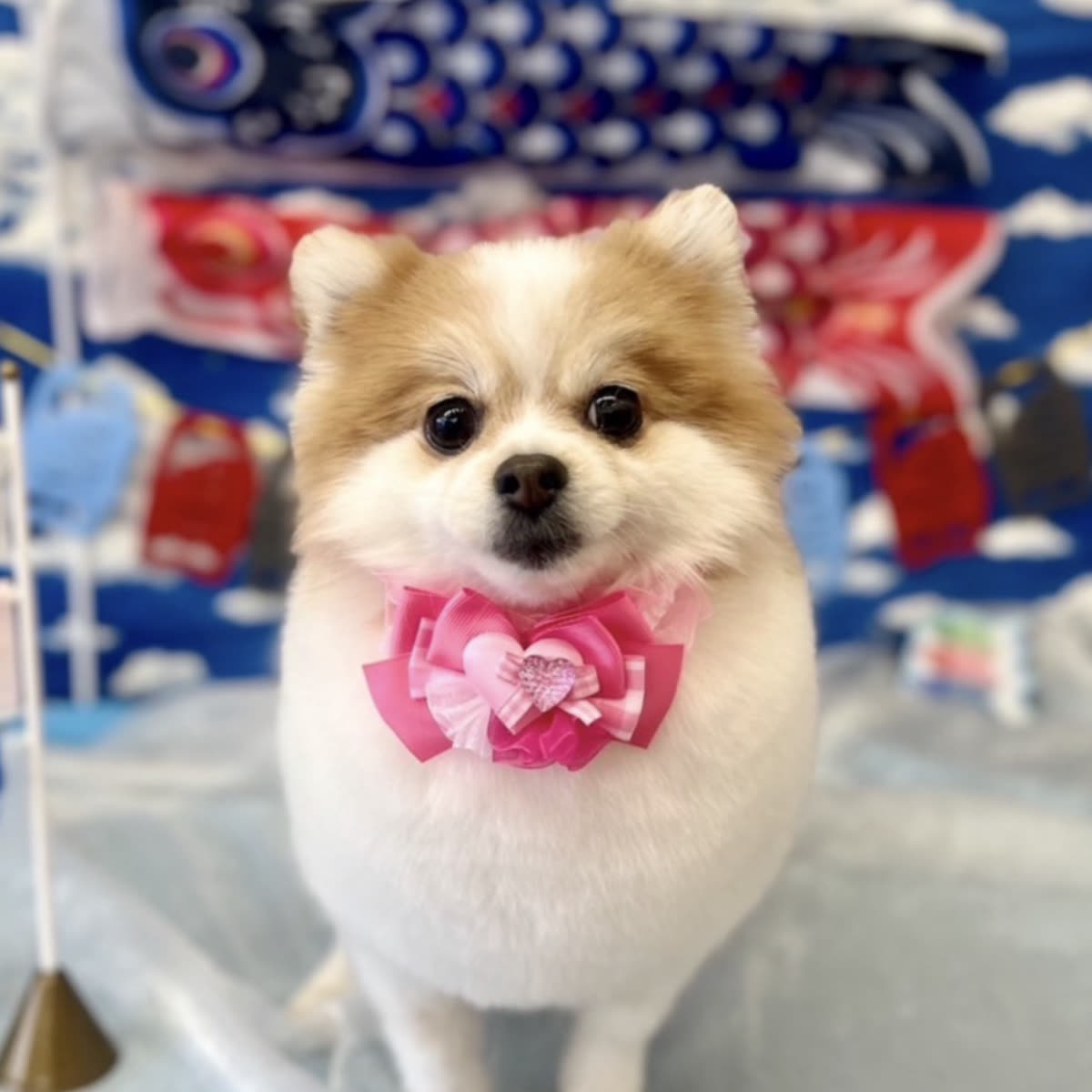 うちのポメラニアン（写真）